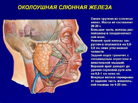 Влияние лактозы на слюнные железы