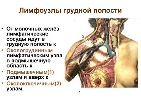 Влияние лимфоузлов груди на лактацию