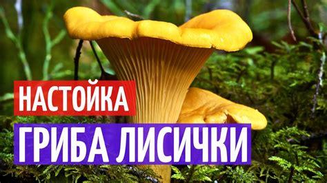 Влияние лисичек на имя гриба