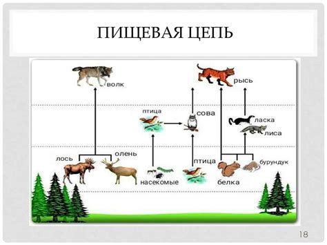 Влияние малого числа пищевых звеньев