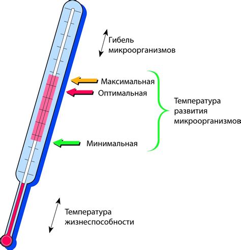 Влияние мезофильных бактерий