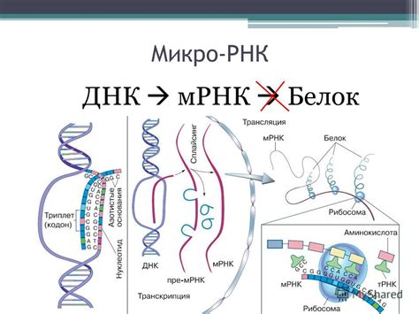 Влияние микро РНК на развитие и болезни