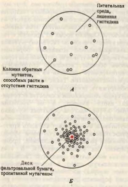 Влияние мутагенной приметы