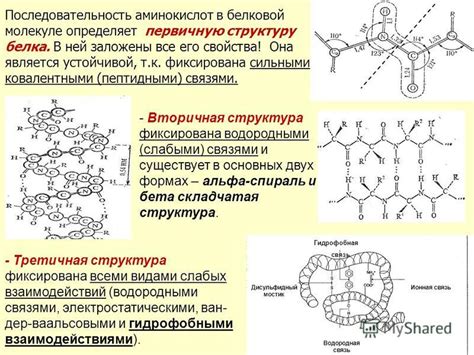 Влияние мутаций на первичную структуру и свойства белка