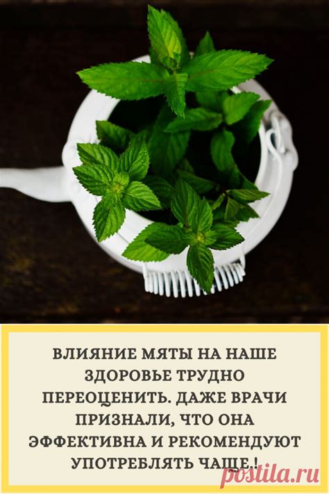 Влияние мяты на здоровье мужчины