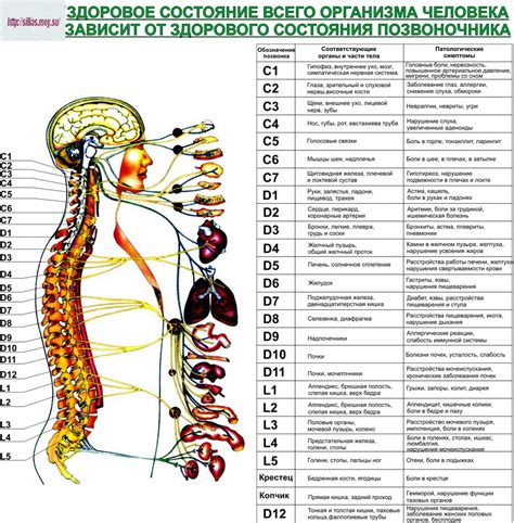 Влияние напитков на состояние позвоночника