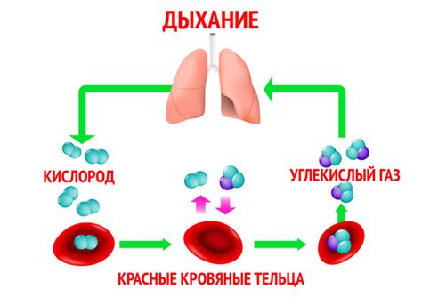 Влияние насыщения кислородом