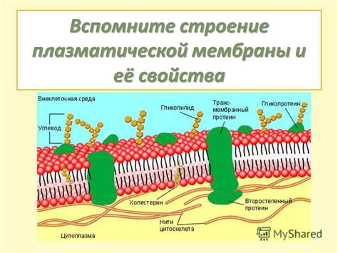 Влияние на защитные свойства мембраны