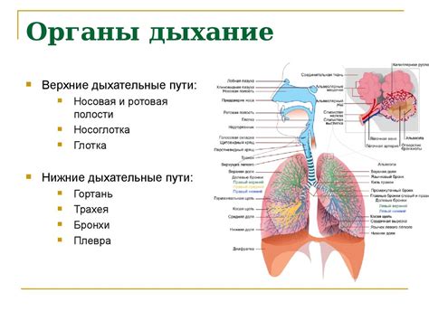 Влияние на органы дыхания и пищеварения