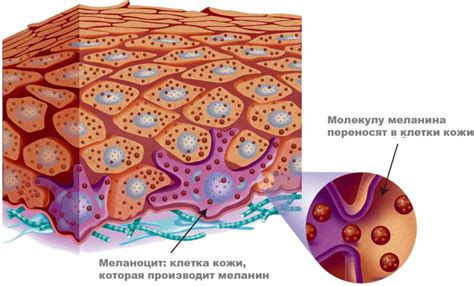 Влияние на пигментацию