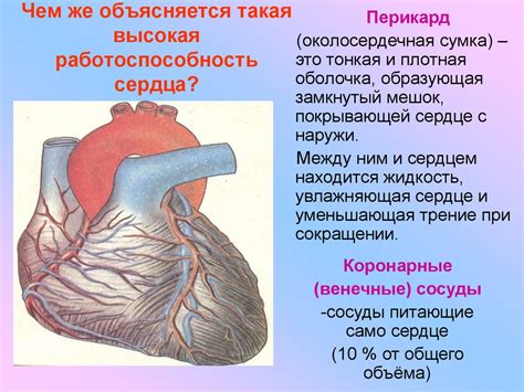 Влияние на работу сердца и легких