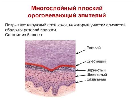 Влияние на работу эпителия