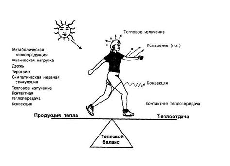 Влияние на терморегуляцию организма