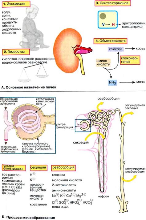 Влияние на функцию почек и выведение кальция