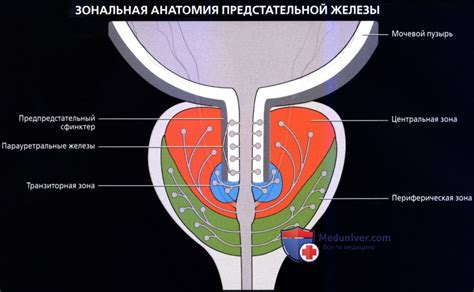 Влияние на функцию предстательной железы