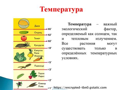 Влияние неверной температуры на продукты