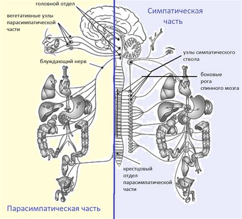 Влияние нервной системы: передача сигналов и сложное взаимодействие