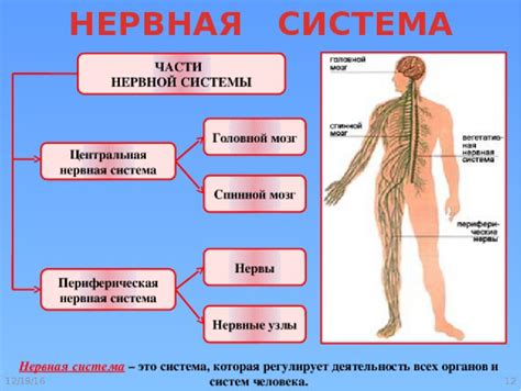 Влияние нервной системы на скорость и силу физической активности