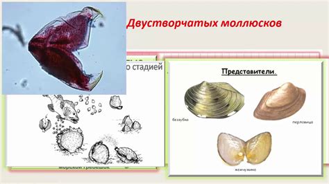 Влияние низкой температуры на размножение моллюсков