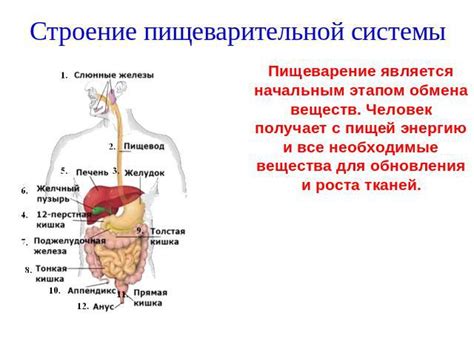 Влияние обмена веществ на организм