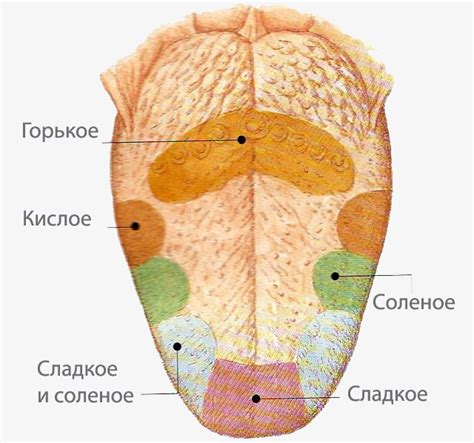 Влияние обоняния на вкусовые ощущения