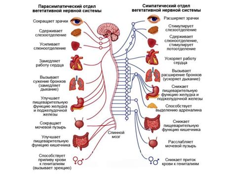 Влияние окислительной системы на организм