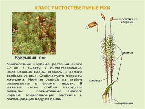 Влияние окружающей среды на стебли и листья мхов