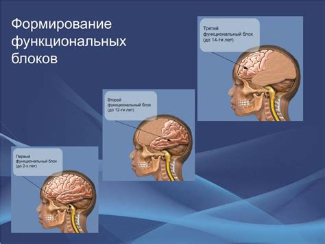 Влияние окружающей среды на формирование мозговой активности