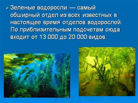 Влияние отсутствия ризоидов на рост и развитие зеленых водорослей