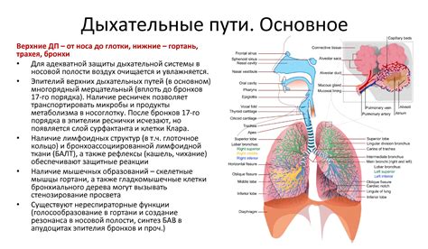 Влияние пара на горло и дыхательные пути