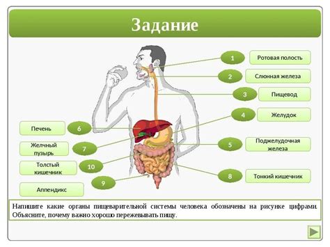 Влияние пенистой пищи и питья на пищеварительную систему