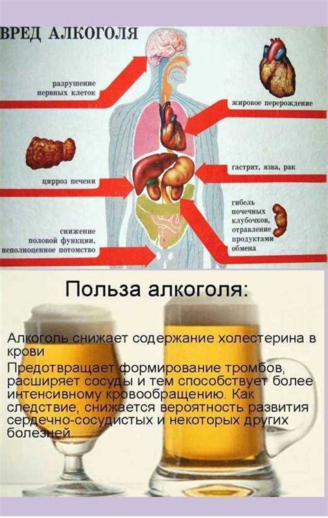 Влияние пива на состояние пищеварительной системы