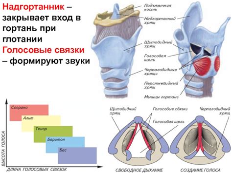 Влияние питания на голосовые связки