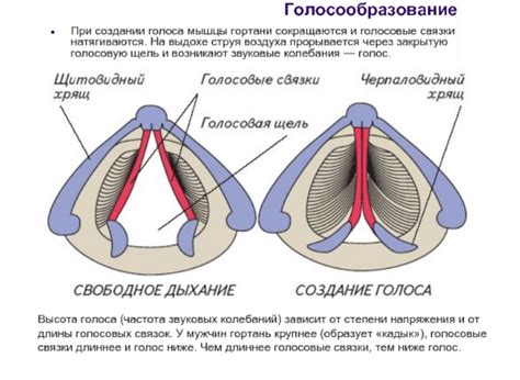 Влияние питания на голос и голосовые связки