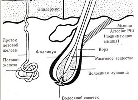 Влияние питания на рост волосяных фолликулов