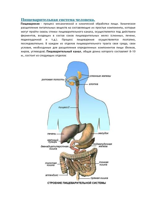 Влияние пищеварительной системы