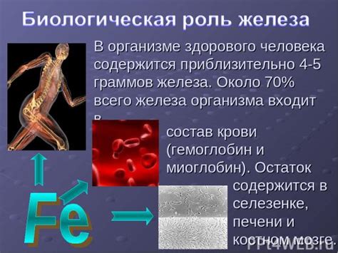 Влияние повышенного содержания железа на организм