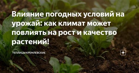 Влияние погодных условий на рост деревьев