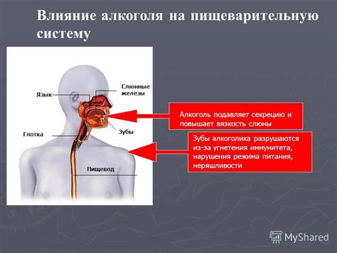 Влияние подросткового организма на секрецию слюны