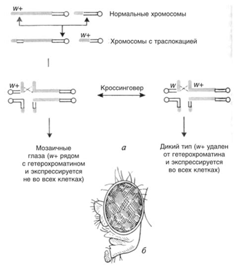 Влияние положения гена на разлагание лактозы