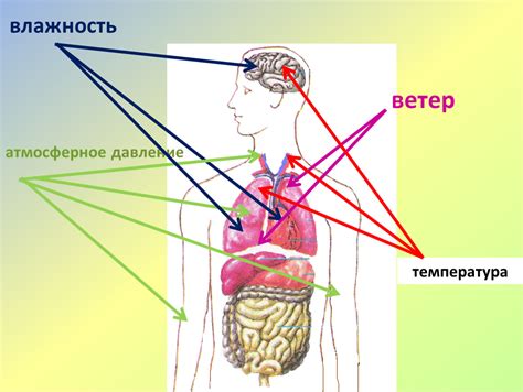 Влияние притяжения на организм человека