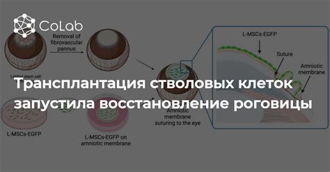 Влияние продуктов на восстановление стволовых клеток