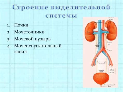 Влияние работы выделительной системы на здоровье человека