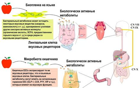 Влияние рвотных рефлексов на восприятие вкуса