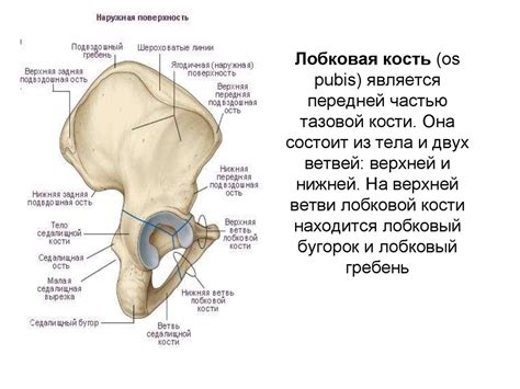 Влияние родов на лобковые кости: что нужно знать