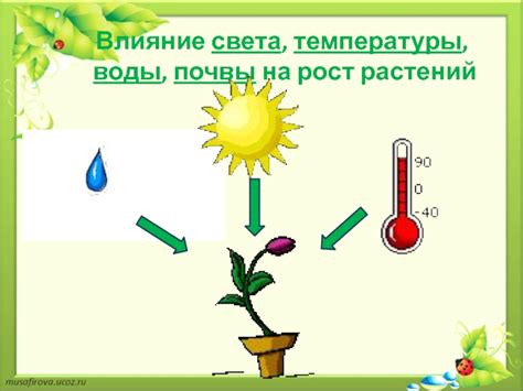 Влияние света и температуры