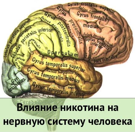 Влияние свиста на нервную систему кошек: реакция на определенные частоты