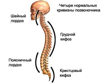 Влияние сидения буквой В на формирование позвоночника