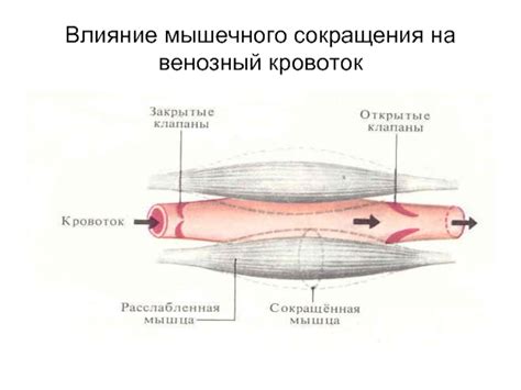 Влияние сокращения мышц на положение яичка