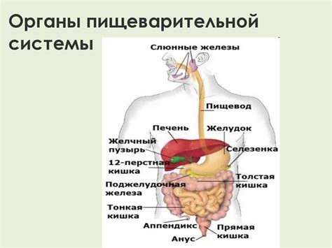 Влияние состояния пищеварительной системы на запах газов